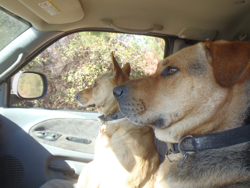 Illustration for article titled The Cutest Pups In Trucks On National Dog Day